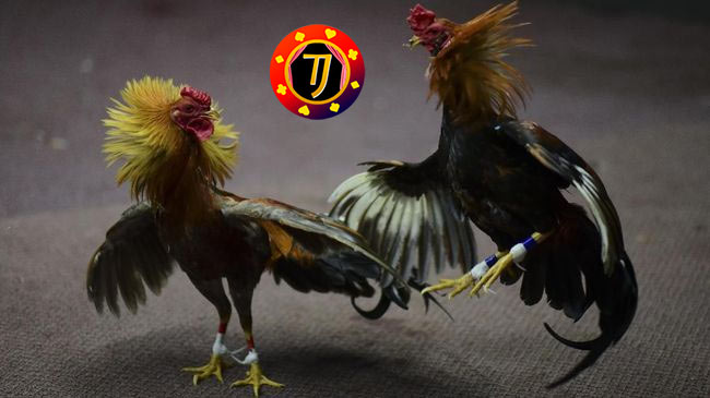 Agen Poker, Agen Poker, Togel dan Bola Terpercaya serta Prediksi Bola Terbaru