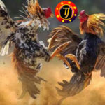 Agen Poker, Togel dan Bola Terpercaya serta Prediksi Bola Terbaru