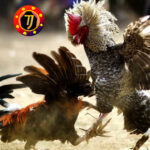 Agen Poker, Togel dan Bola Terpercaya serta Prediksi Bola Terbaru