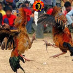 Agen Poker, Togel dan Bola Terpercaya serta Prediksi Bola Terbaru