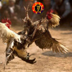 Agen Poker, Togel dan Bola Terpercaya serta Prediksi Bola Terbaru