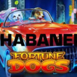 Bergabunglah Main Judi Slot Habanero Fortune Dogs Di Situs BravoTogel Terpercaya