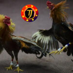 Agen Poker, Agen Poker, Togel dan Bola Terpercaya serta Prediksi Bola Terbaru