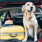 Togel Online Terbaik, Agen Togel Terpercaya, Bandar Togel Terbaik