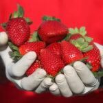 Togel Online Terbaik, Agen Togel Terpercaya, Bandar Togel Terbaik