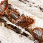 Agen Bola Terpercaya, Agen Casino Online, Judi Bola Online