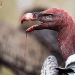 Agen Casino Online, Judi Bola Online, Agen Sbobet