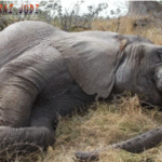 Judi Online Terpercaya, Agen Bola Terpercaya, Agen Casino Online