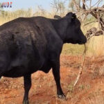 Poker Online, Togel Singapura, Togel Hongkong