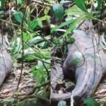 Poker Online, Togel Singapura, Togel Hongkong