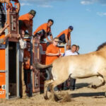 Poker Online, Togel Singapura, Togel Hongkong