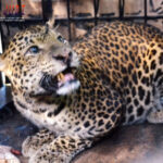 Poker Online, Togel Singapura, Togel Hongkong