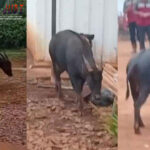 Poker Online, Togel Singapura, Togel HongkongPoker Online, Togel Singapura, Togel Hongkong