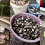 Poker Online, Togel Singapura, Togel HongkongPoker Online, Togel Singapura, Togel Hongkong