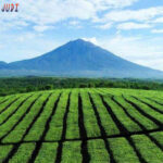 Poker Online, Togel Singapura, Togel HongkongPoker Online, Togel Singapura, Togel Hongkong