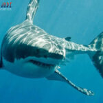 Poker Online, Togel Singapura, Togel HongkongPoker Online, Togel Singapura, Togel Hongkong