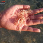 Poker Online, Togel Singapura, Togel HongkongPoker Online, Togel Singapura, Togel Hongkong