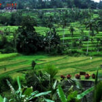 Togel Online Terbaik, Bandar Togel Terbaik, Situs Togel Terpercaya