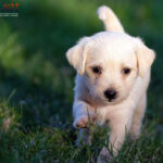 Togel Online Terbaik, Bandar Togel Terbaik, Situs Togel Terpercaya