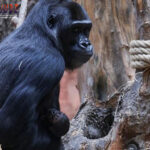 Agen Sbobet, Agen Judi Terpercaya,Casino Online Terpercaya