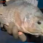 togel Online Terbaik, Agen Togel Terpercaya, Bandar Togel Terbaikel Online Terbaik, Agen Togel Terpercaya, Bandar Togel Terbaik