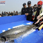 Poker Online Terbaik, Poker Online Uang Asli, Live Poker Indonesia